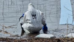 WWF vapaaehtoiset putsaavat Kemiran öljyvuodon vahinkoja Saimaan rannalla Joutsenossa