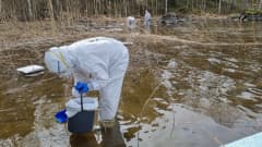 WWF vapaaehtoiset putsaavat Kemiran öljyvuodon vahinkoja Saimaan rannalla Joutsenossa