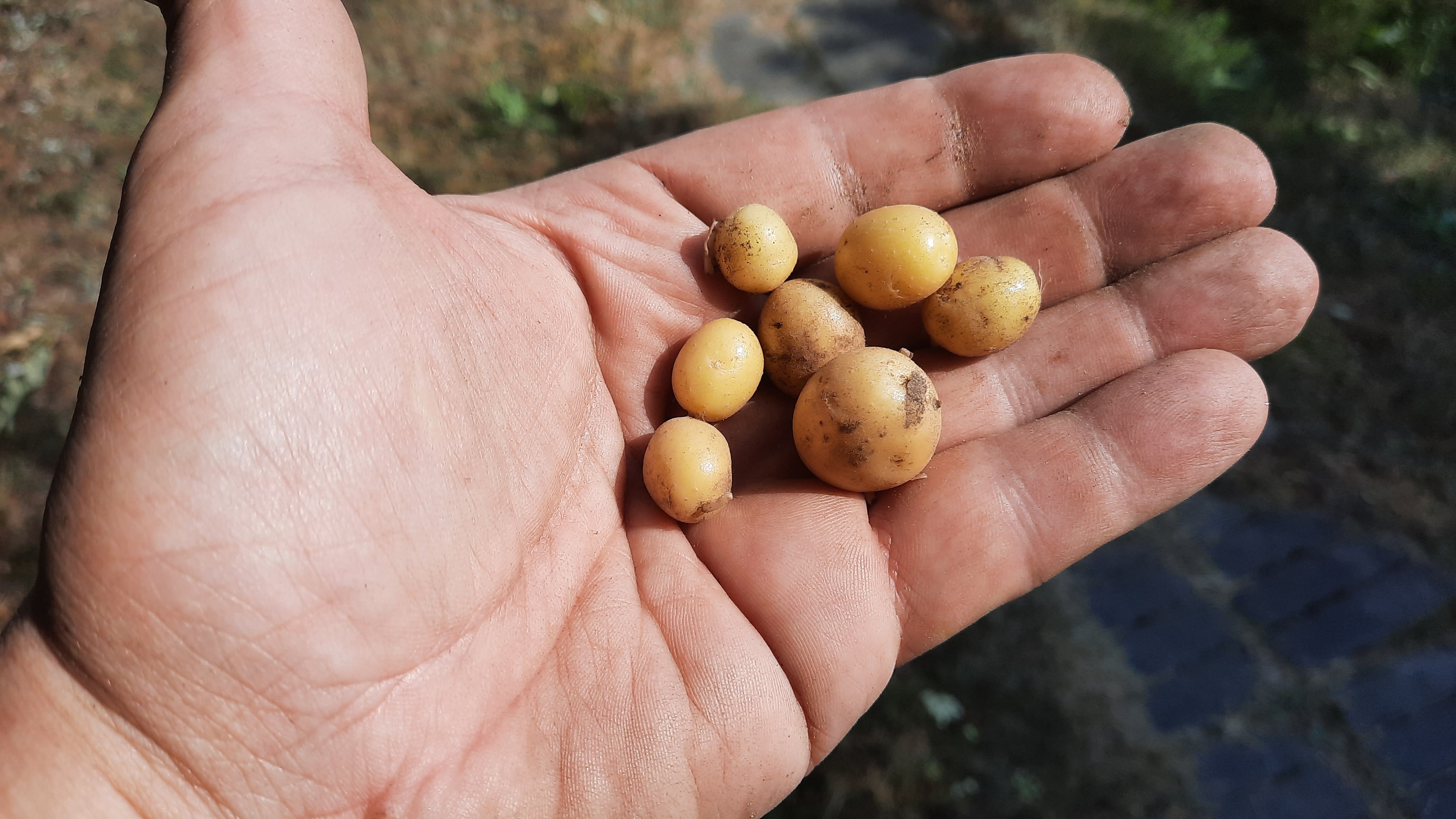 Perunanviljelijä Jari Frantsi kertoo, mitä ajattelee perunasadosta: "Yksi surkeimmista vuosista"