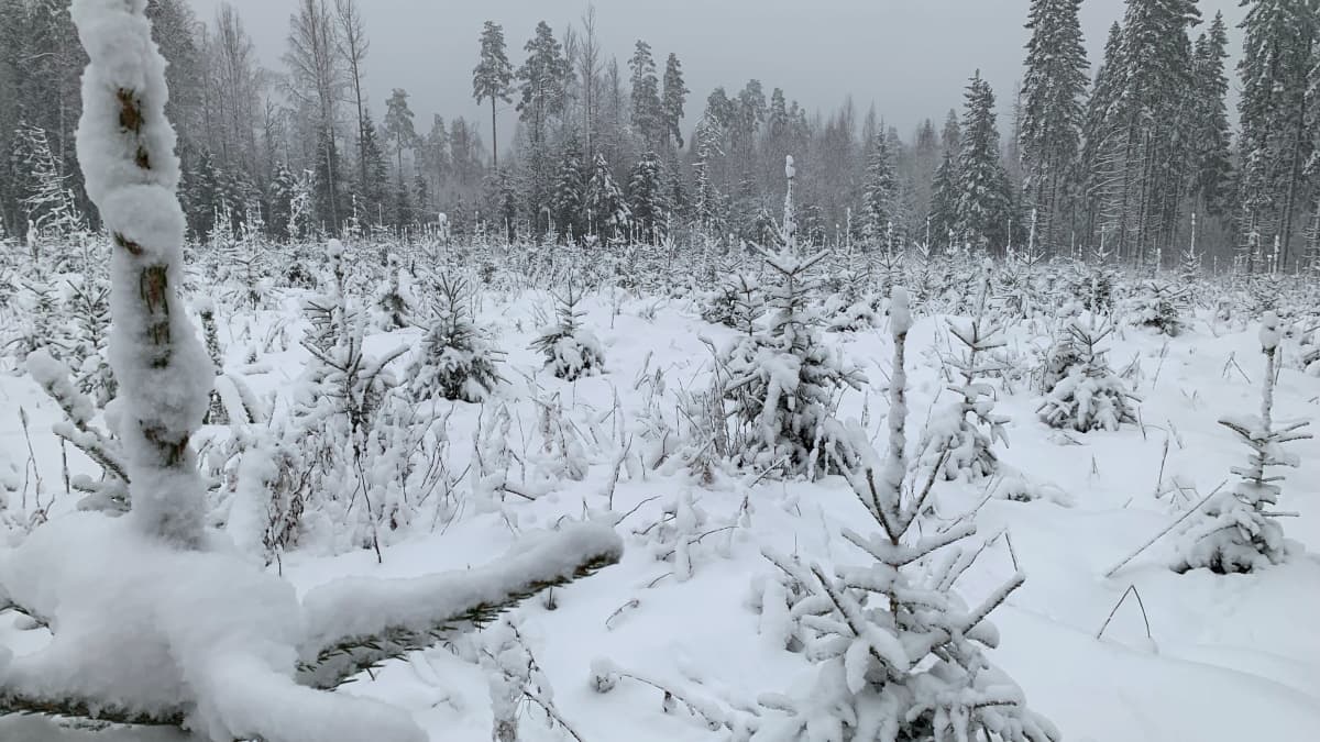 Muutaman vuoden ikäinen kuusitaimikko paksun lumen peitossa.