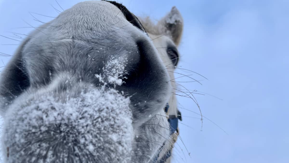 Harmaa kevonen katsoo kameraan tiiviissä lähikuvassa. Etualalla on hevosen luminen turpa. 