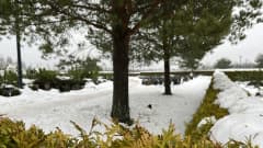 Luminen hautausmaa, lunta tuijaaidan päällä, puita etualalla, hautakiviä lumen keskellä taaempana