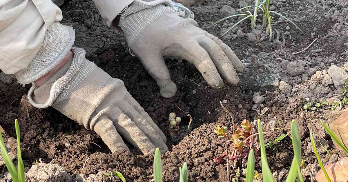 Soil to Society: The Overlooked Agricultural Vectors Fueling Global Health Pandemics in 2026