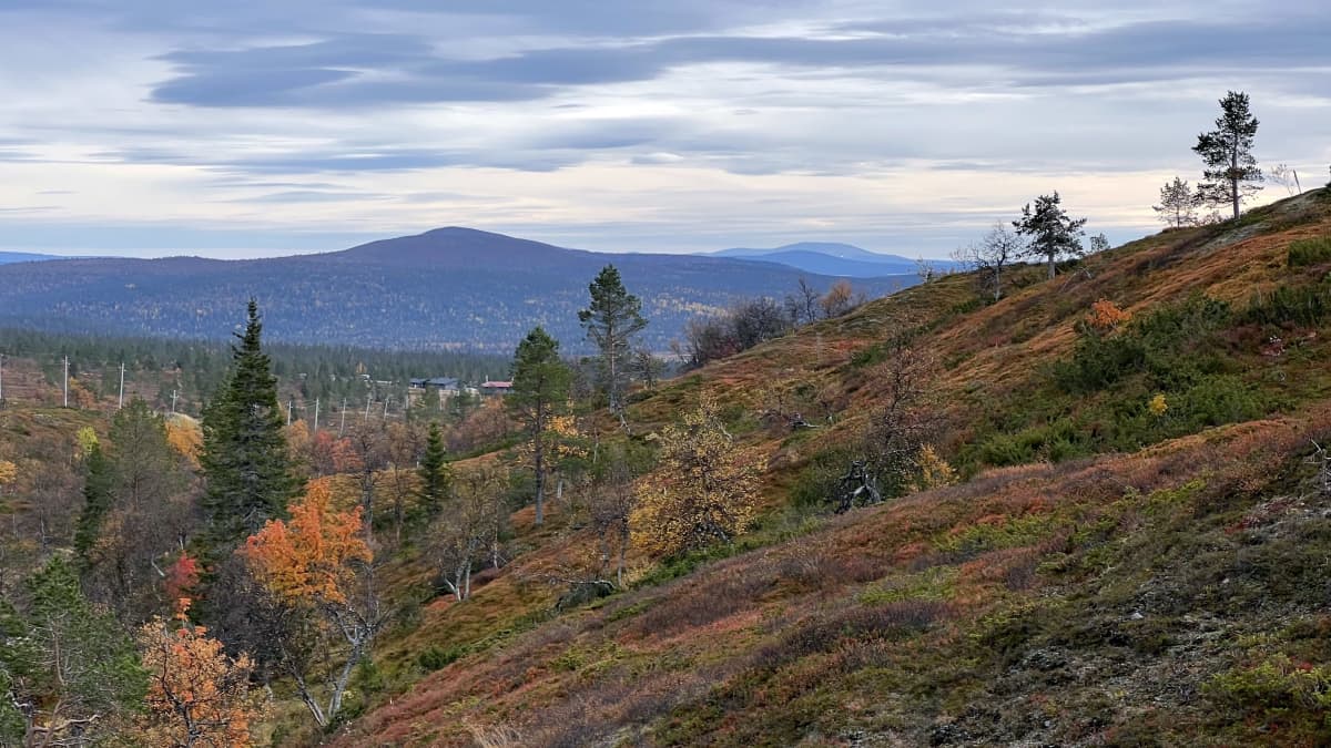 Kuvassa ruskaista tunturimaisemaa Pallas-Yllästunturin kansallispuistossa.