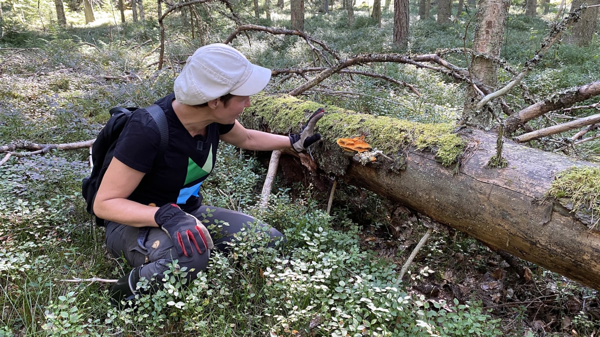Kaisa Junninen Metsähallituksesta tutkii oranssisen rusokäävän itiöemiä kaatuneen ja osittain lahonneen puun rungolla.