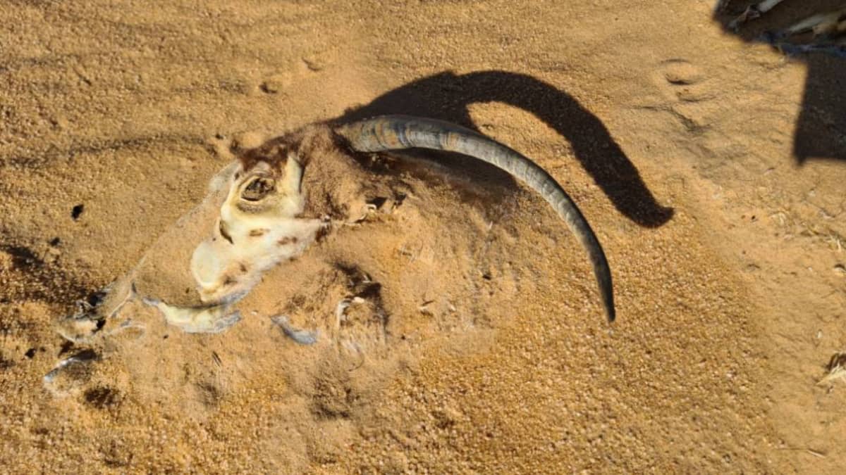 Eläimen pääkallo kurkistaa hiekasta.