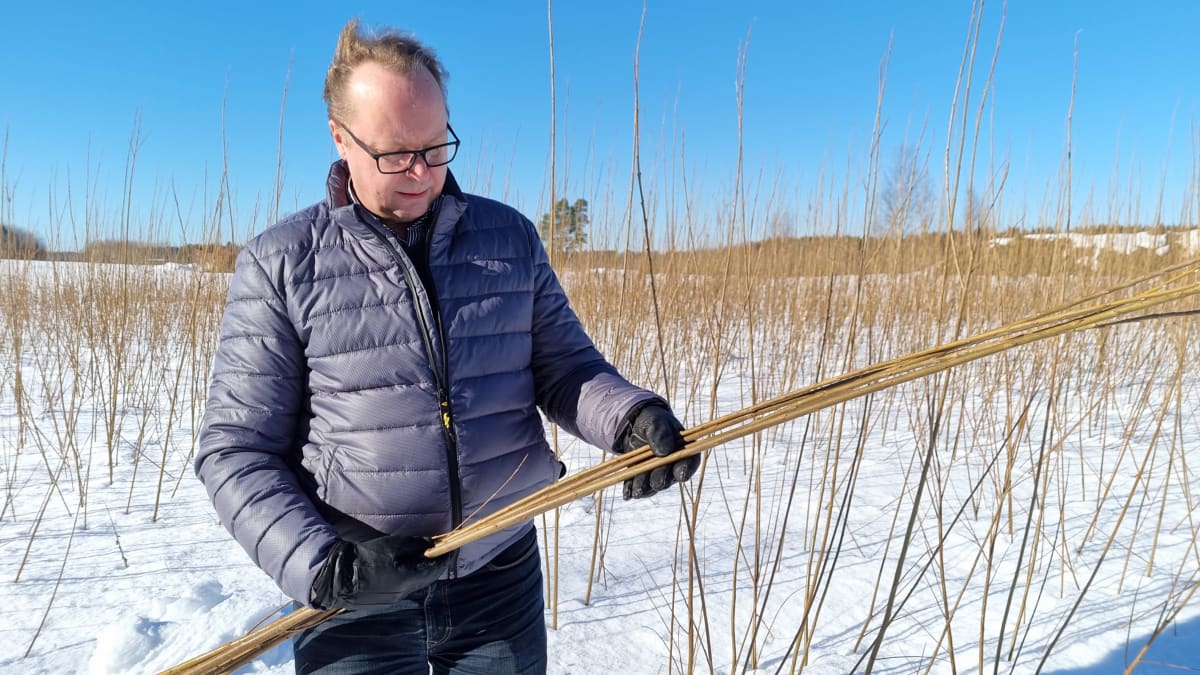 Carbons Finlandin ja Huomisen Metsän toimitusjohtaja Markku Suutari pitää yksivuotisia pajun versoja kädessään.