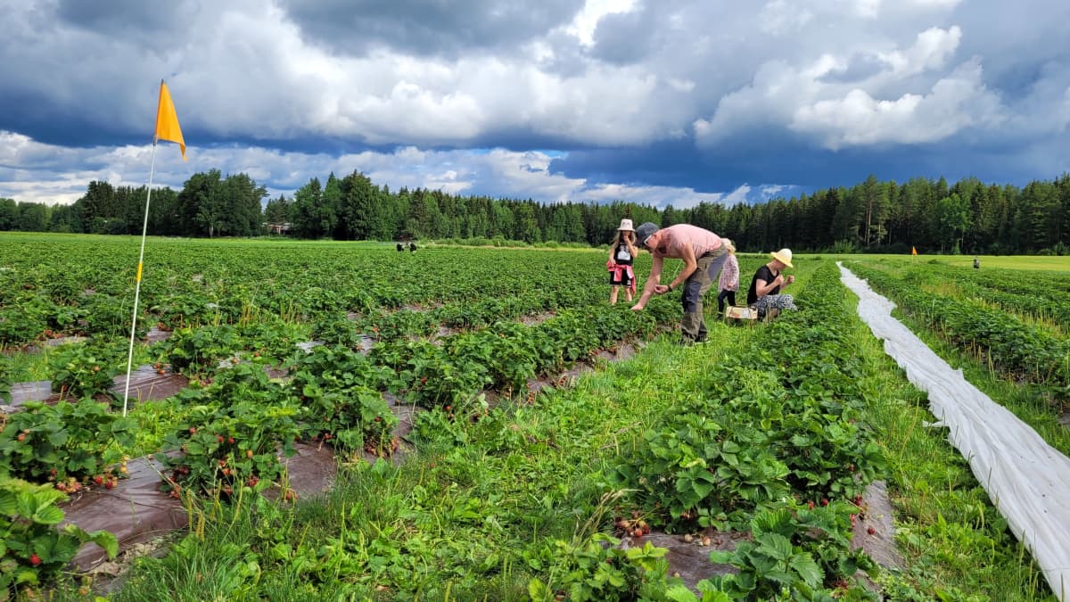 Ihmisiä poimimassa mansikoita Valtarin tilalla Vähässäkyrössä