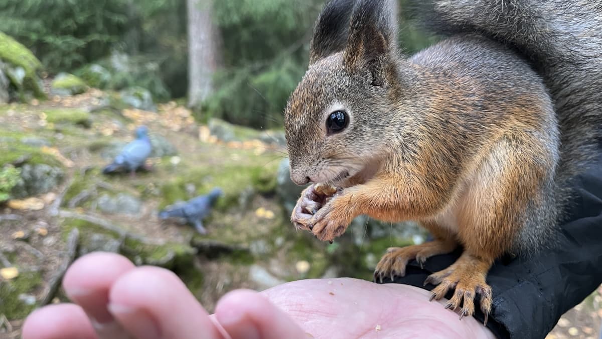 Orava syö pähkinää ja istuu ihmisen käsivarrella. 