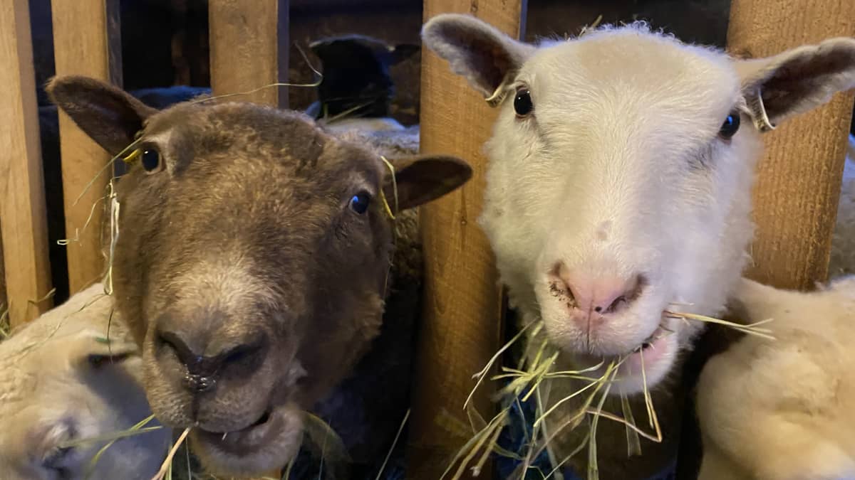Kaksi lammasta vierekkäin ruokailee. Vasemmalla on ruskea, oikealla valkoinen lammas.