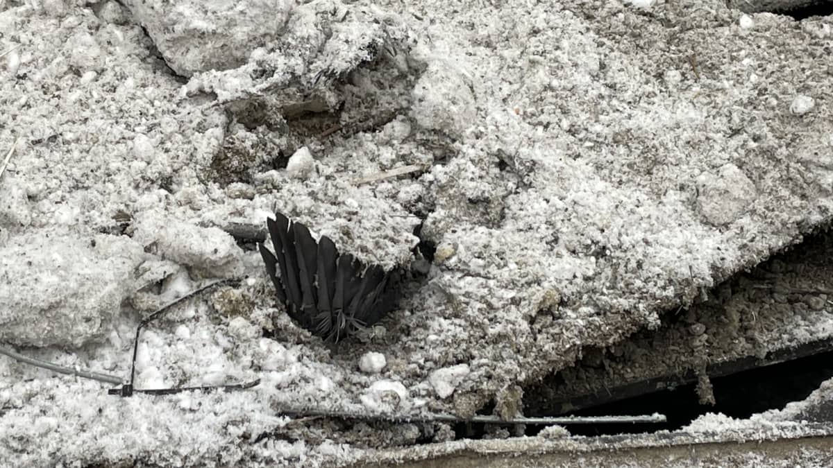 Pulun siipi näkyy roskalavalla romahdusjätteen seassa.