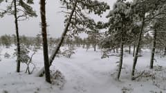 Torronsuo tammikuussa, kun etualan hoikat männyt ja taka-alan vielä pienemmät männyt ovat peittyneet lumeen pilvisenä talvipäivänä.