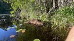 Mäntyharjulla Ylä-Ryötyn lammesta löytyi rannalta kuollut karhu.