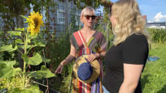 Anni Honkajuuri ja Julia Rantanen ihailevat auringonkukkaa Honkajuuren puutarhassa.