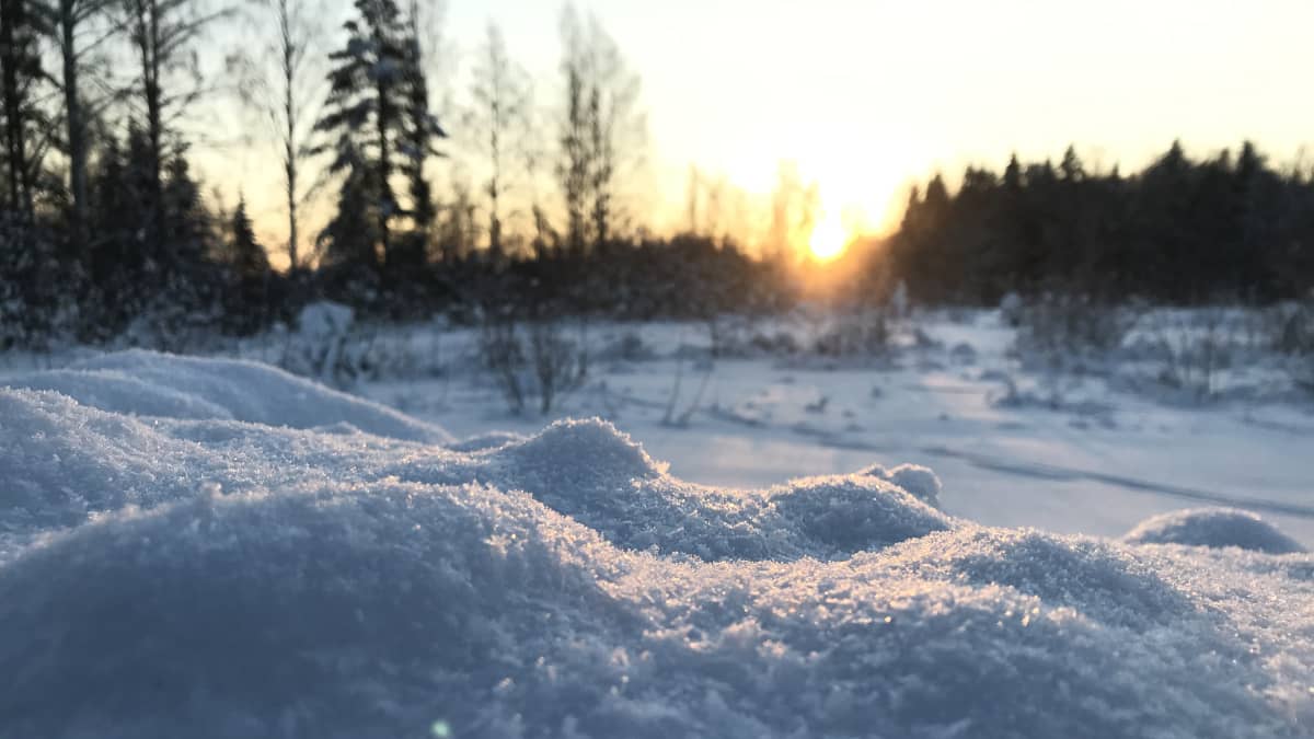 Aurinko paistaa lumikinoksiin pakkassäällä.