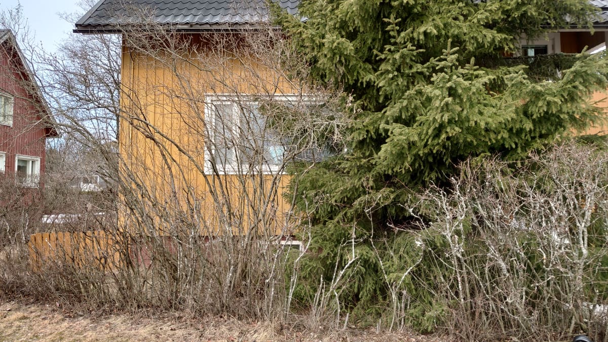 Kuvassa talo, jonka edustalla on villiintynyt pensasaita.
