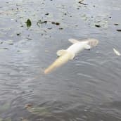 Kuluntajärven kalat kuolivat hapenpuutteeseen Kajaanissa, järvi odottaa kunnostusta