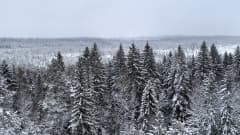 Luminen Torronsuon metsämaisema Lintutornista nähtynä