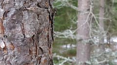 Mäntymetsää