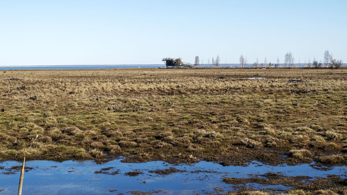 Limingan luotokeskuksen lintutorni Virkkula Liminganlahden rannassa.