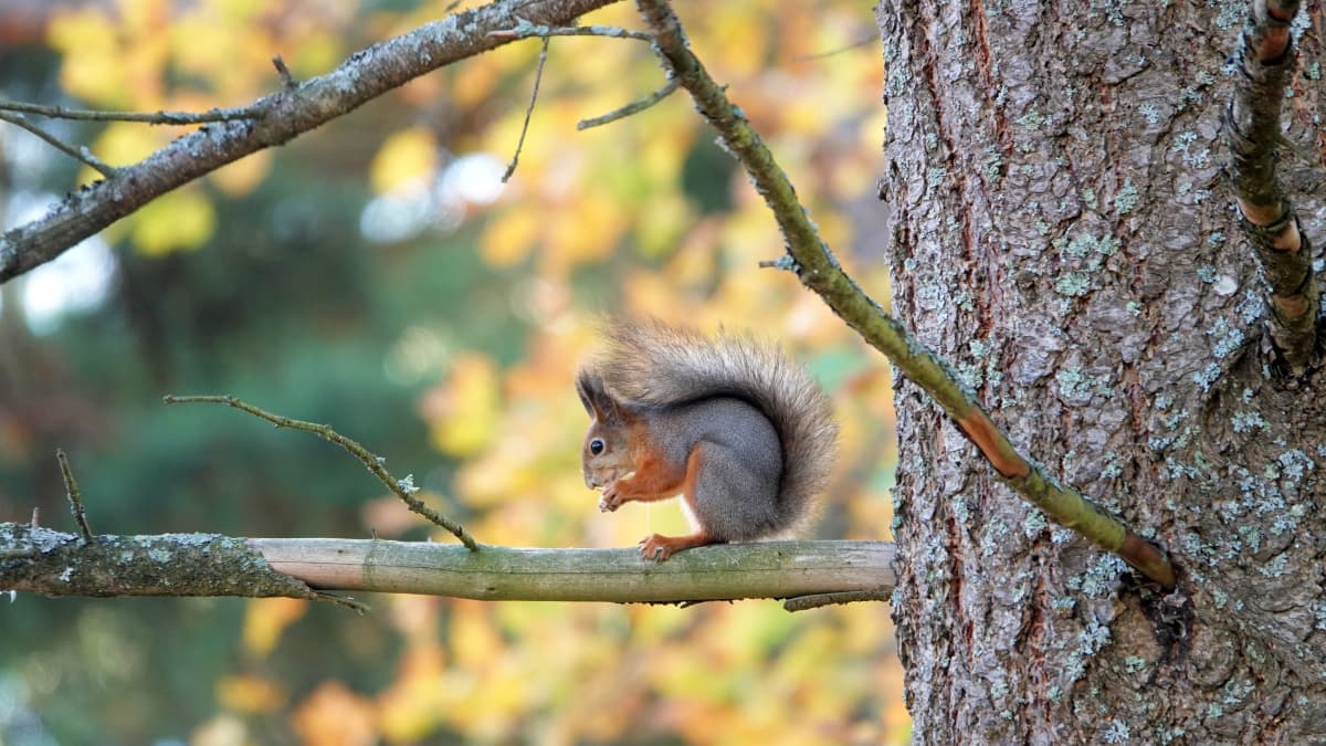 Orava syö käpyä puun oksalla Nördsjön kartanon puutarhassa Helsingin Vuosaaressa.
