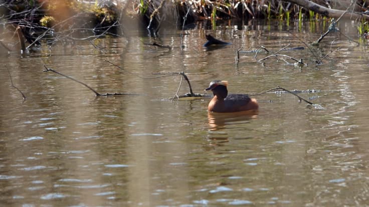 Mustakurkku-uikku Vantaan Keimolan golf-kentän vesiesteessä.