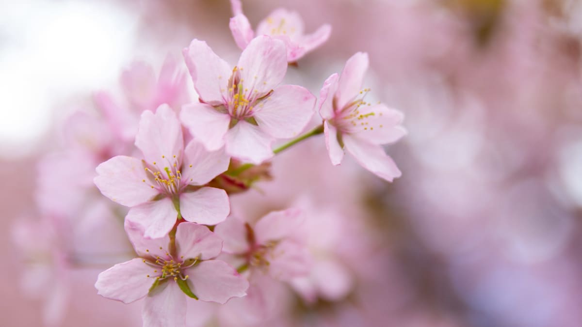 Kirsikankukkia Roihuvuoren kirsikkapuistossa.