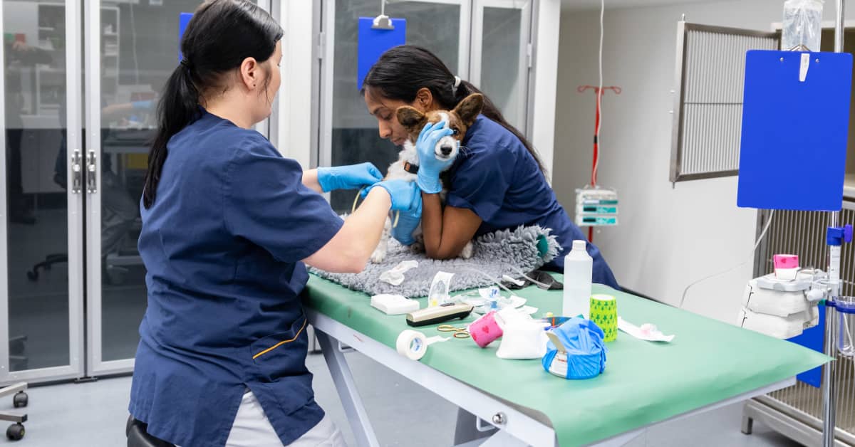 Myrkytyksiä, silmävammoja ja verta virtsassa eläinsairaalan yö