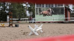 Hevosten koulutus | Yle Uutiset