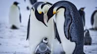 Keisaripingviinien poikaset varttuvat talvella maailman kylmimmässä ympäristössä.