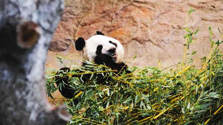 Photo shows a panda eating bamboo.