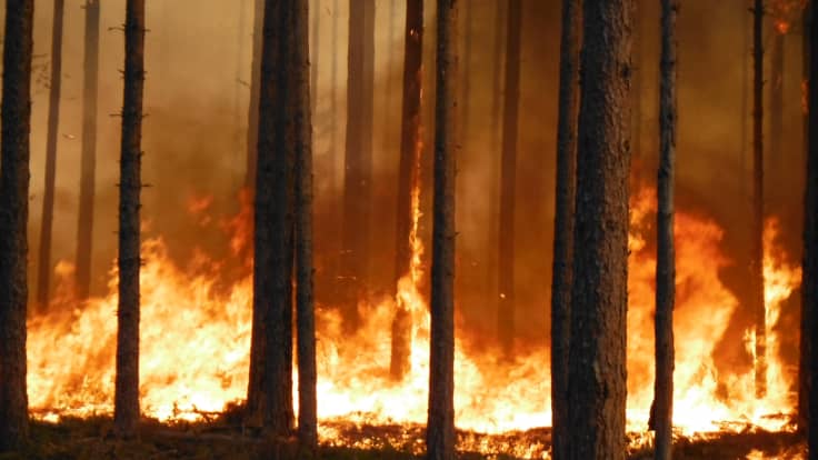 Metsähallituksen ennallistamispoltto eli hallittu metsäpalo.