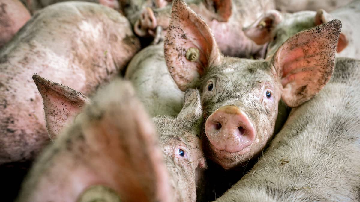 En gris i en farm tittar mot kameran bland andra grisar, tätt packade.