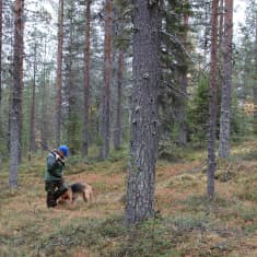 Ihminen sinisessä lippalakissa ja tummanvihreässä metsästyspuvussa seisoo harvassa metsässä haulikko olallaan ja metsästyskoira vieressään.