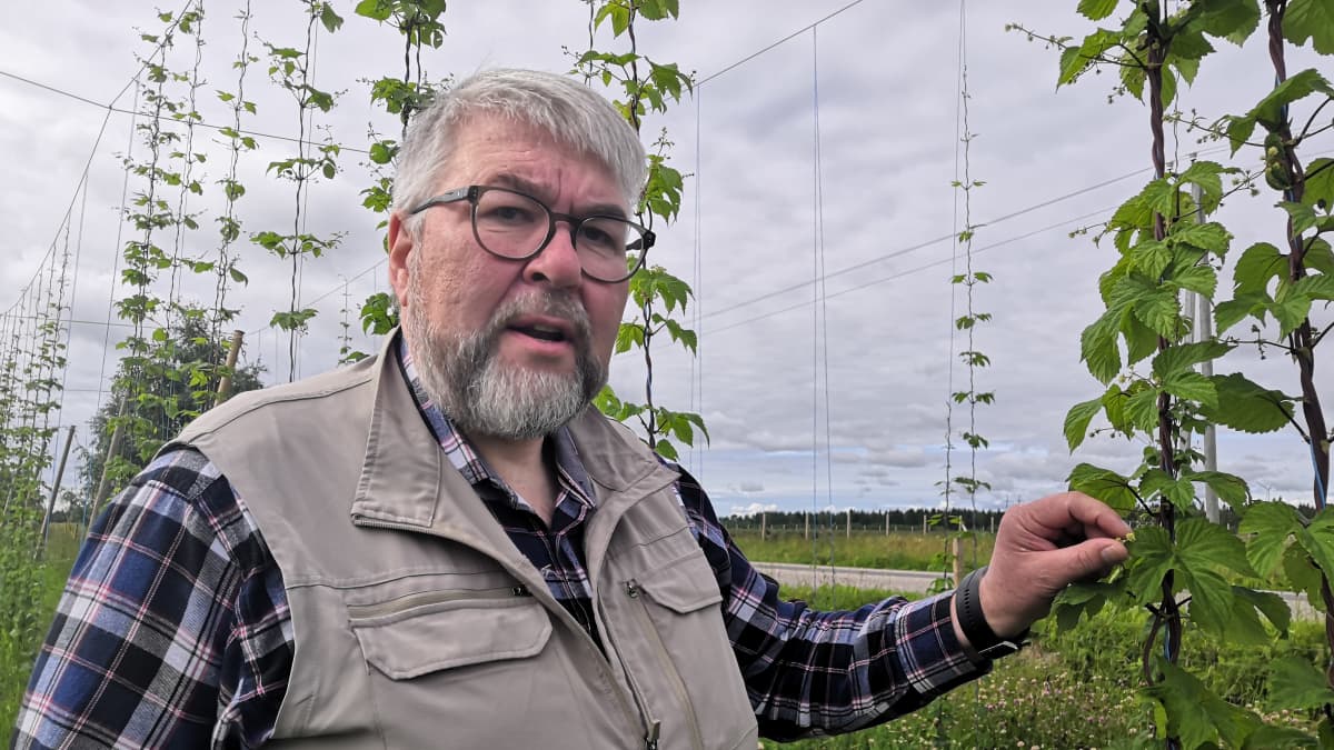 Jarmo Saariniemi tutkii humalakasvin pieniä käpyjä Tervolan Louella. 