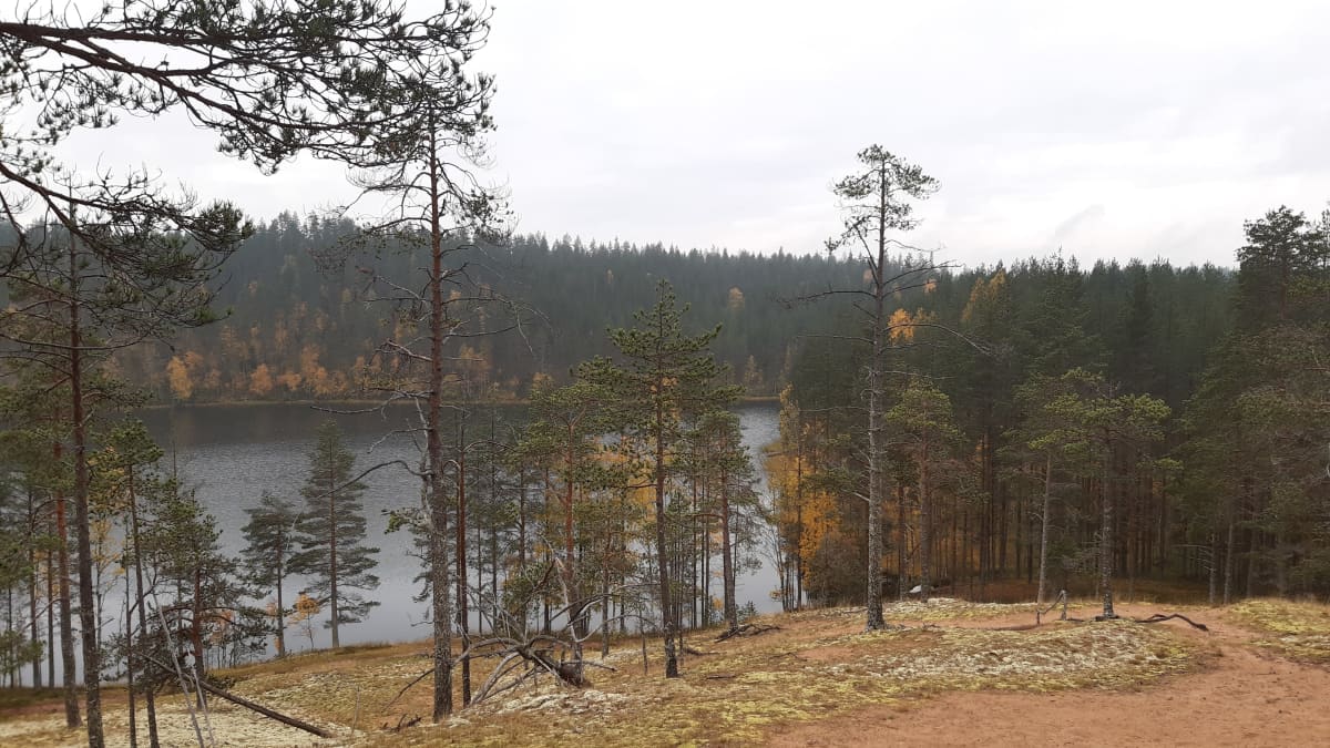 Metsäinen järvinäkymä Rokuan kansallispuistosta.