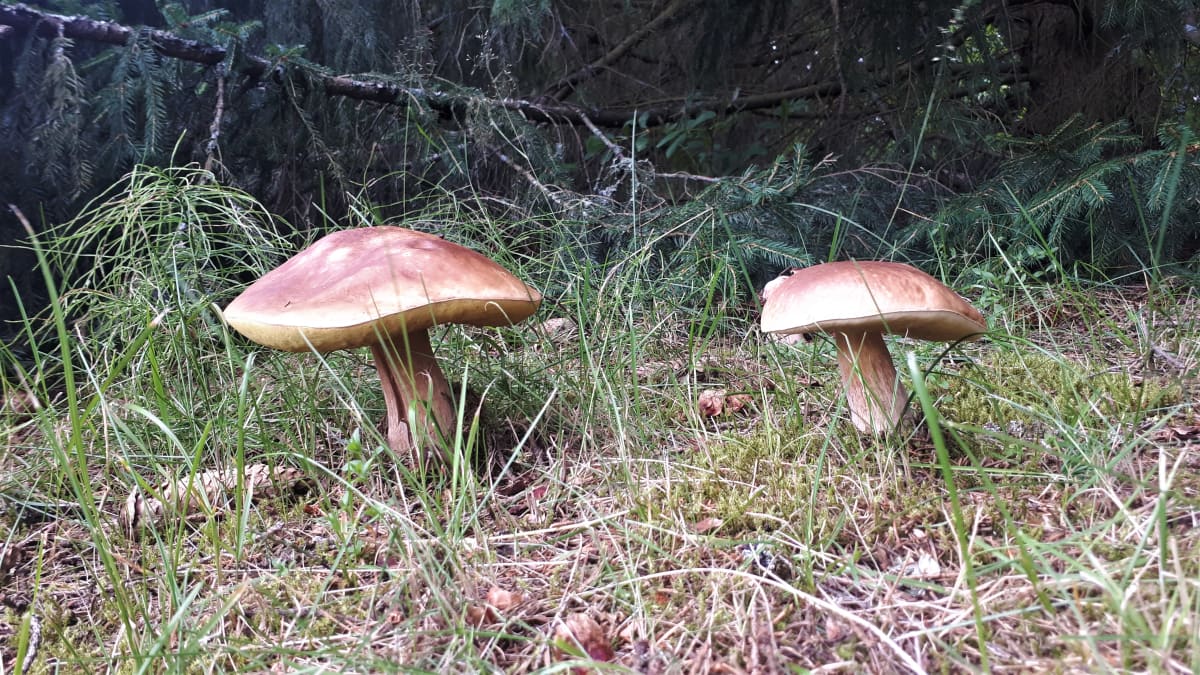 Kaksi herkkutattia metsässä.