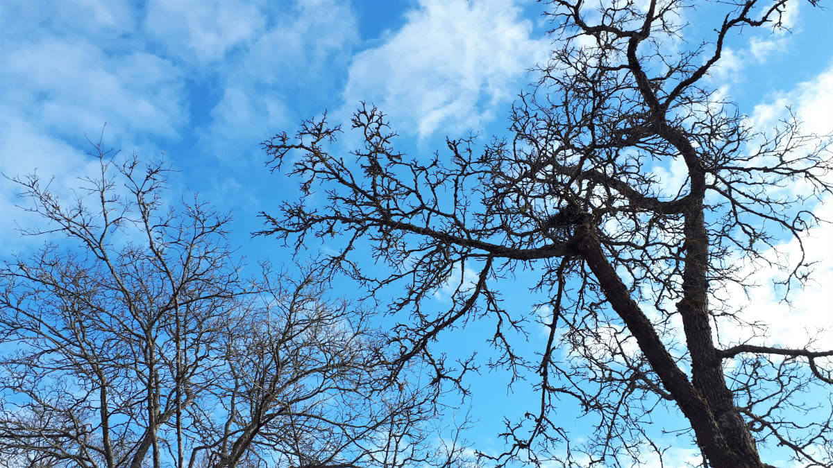 Lehdettömien puiden latvoja vasten taivasta