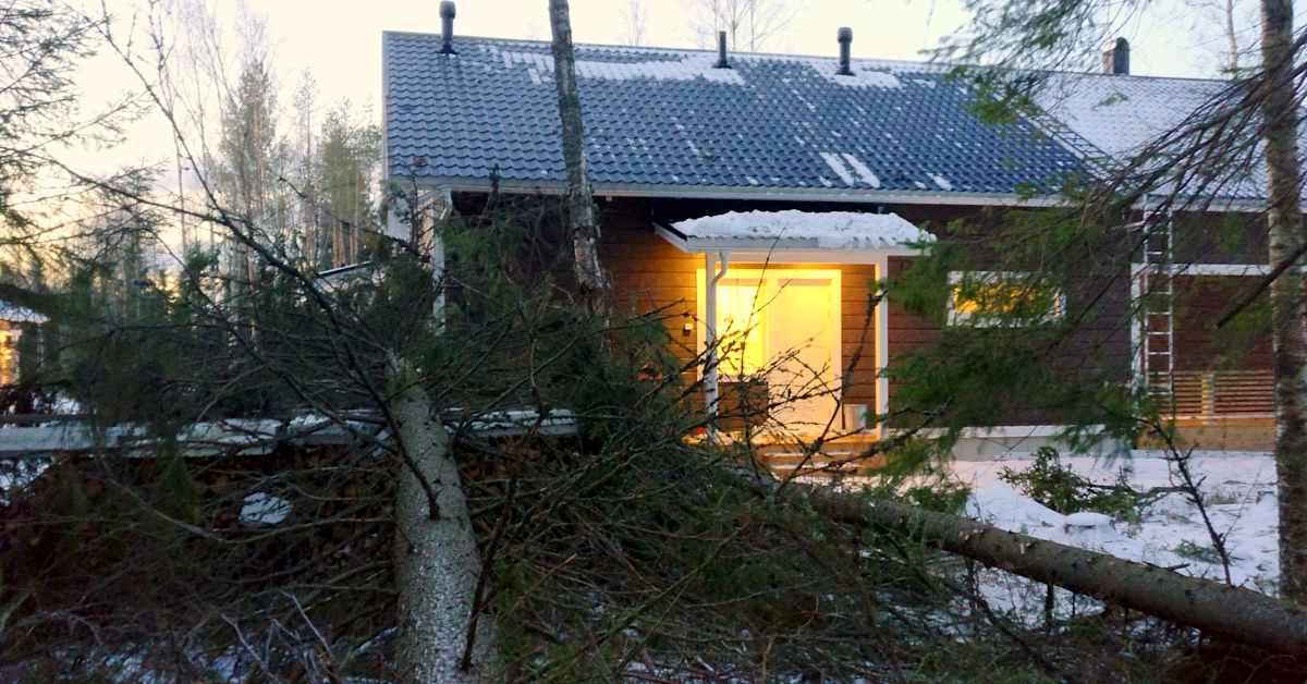 Familjen Granholms hus i Pedersöre centimetrar från fallande träd – se ...