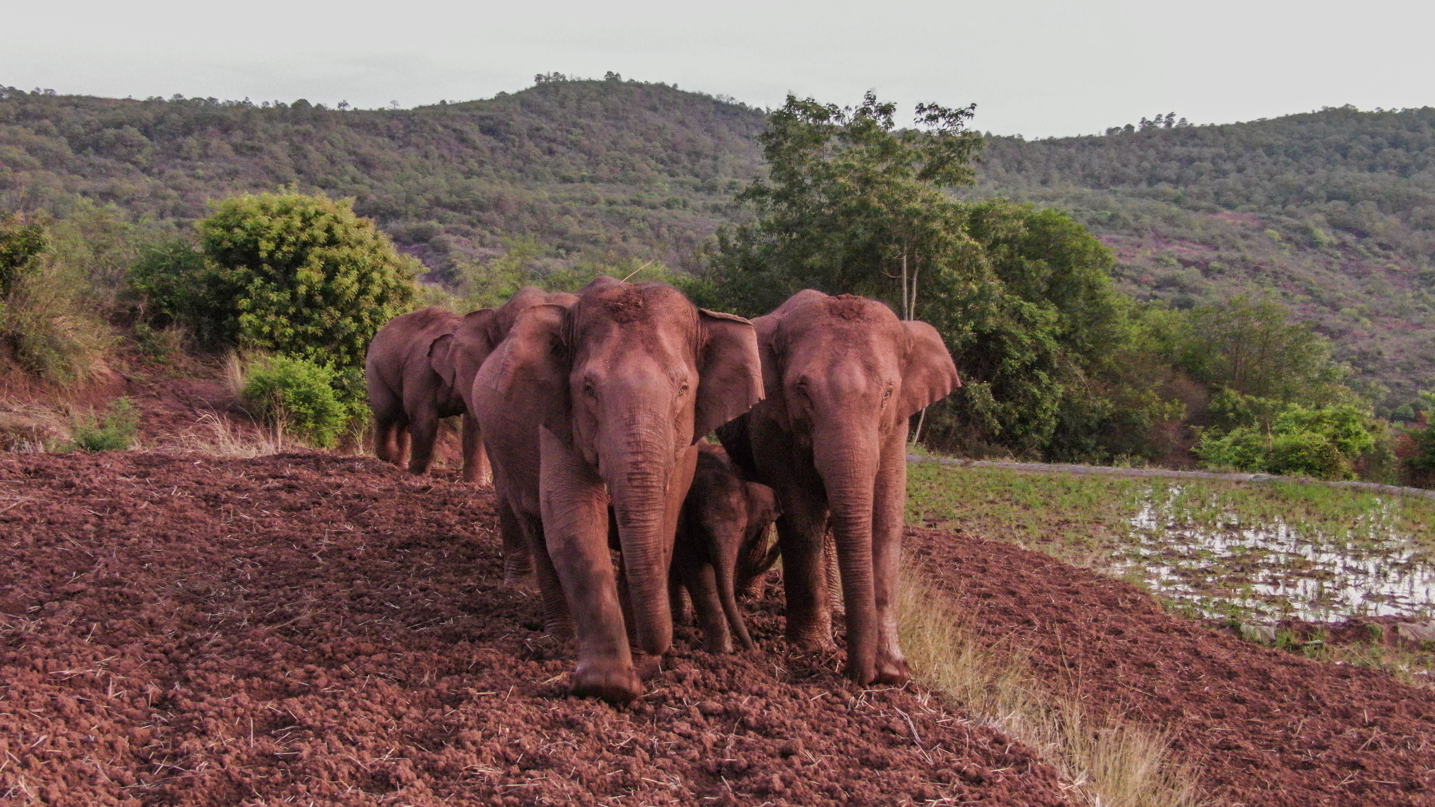 Elefanter på en åker. 