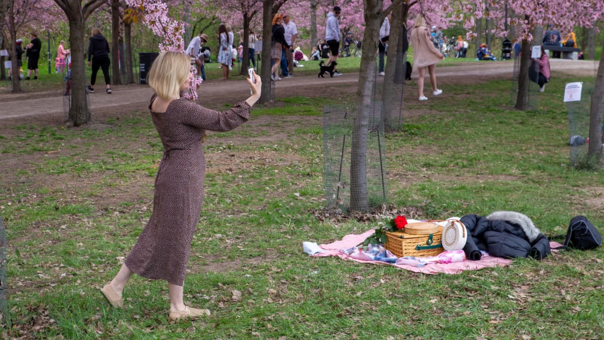 Nainen ottaa selfietä Roihuvuoren kirsikkapuistossa.