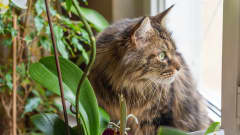 En katt ligger bland växter inomhus och tittar ut mot ett fönster.