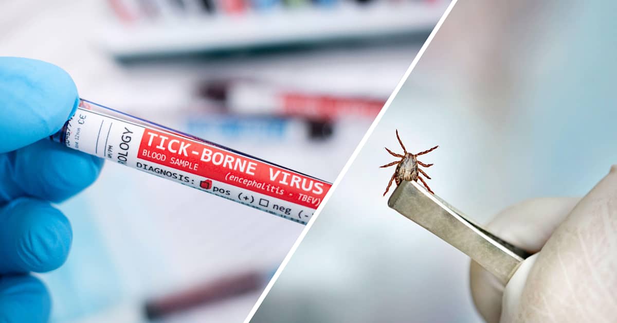 Fästingvaccin nu erbjuds till fler invånare i Esbo och Kyrkslätt - skydda dig mot TBE