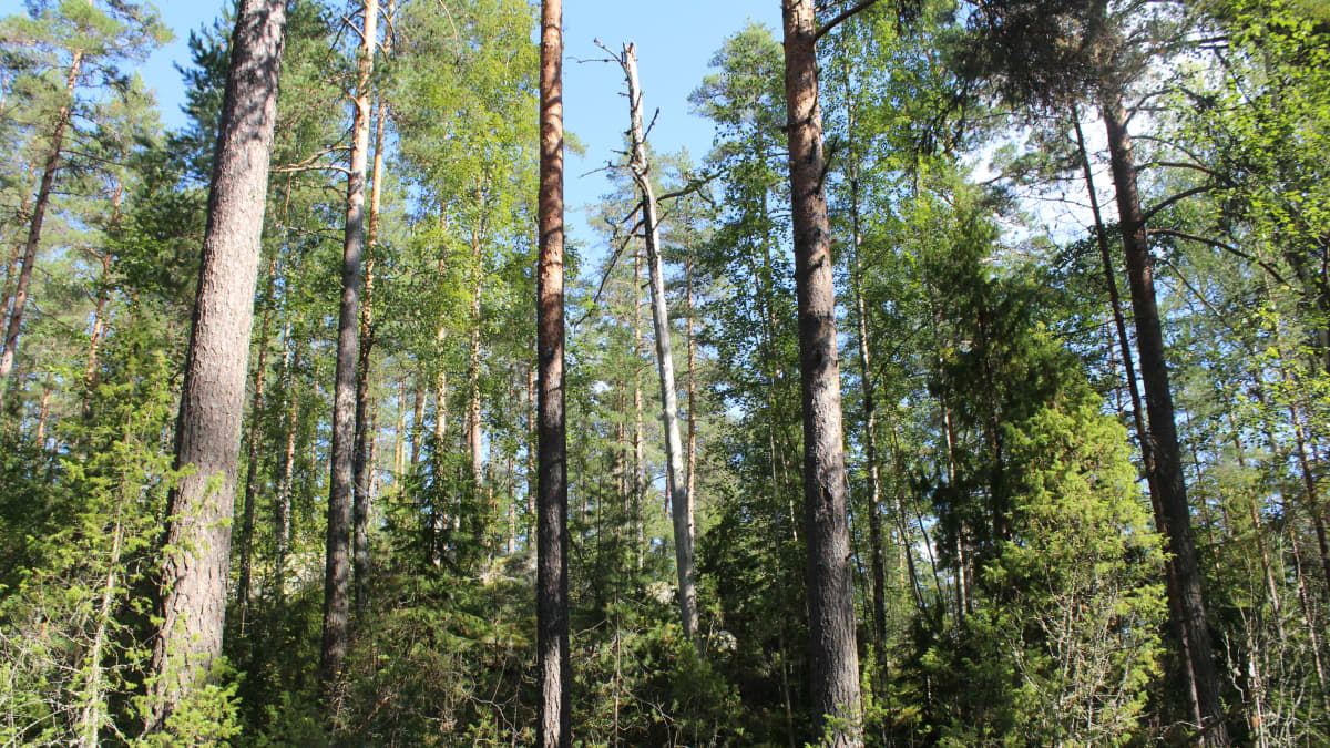 Päijänteen Luonnonperintösäätiö PLUPSin suojelumetsä Sysmässä, aurinkoinen kesäpäivä tiuhassa vanhassa metsässä.