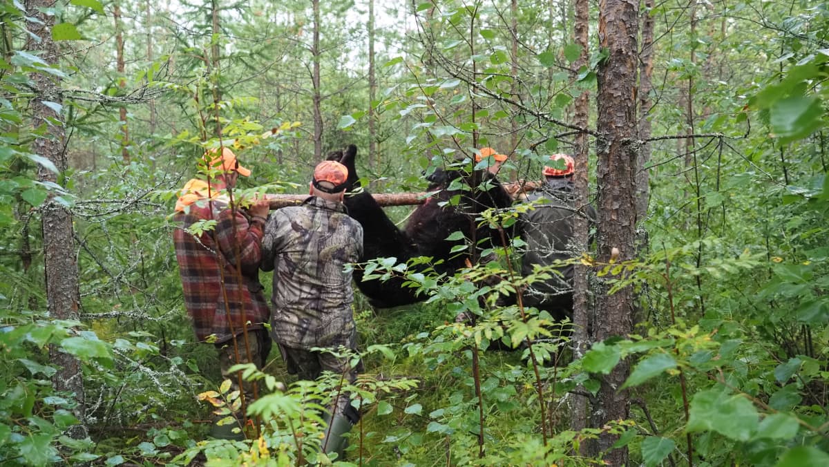 Metsästäjät kantavat kaadettua karhua pois tiheästä taimikosta Lieksassa elokuussa 2020.