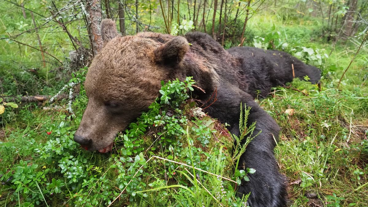 Kuollut uroskarhu makaa mättäällä Lieksassa elokuussa 2020.