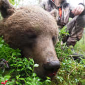 Kuollut uroskarhu makaa mättäällä, taustalla kyykyssä karhun ampunut metsästäjä.