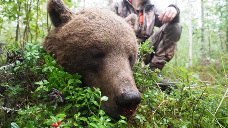 Kuollut uroskarhu makaa mättäällä, taustalla kyykyssä karhun ampunut metsästäjä.