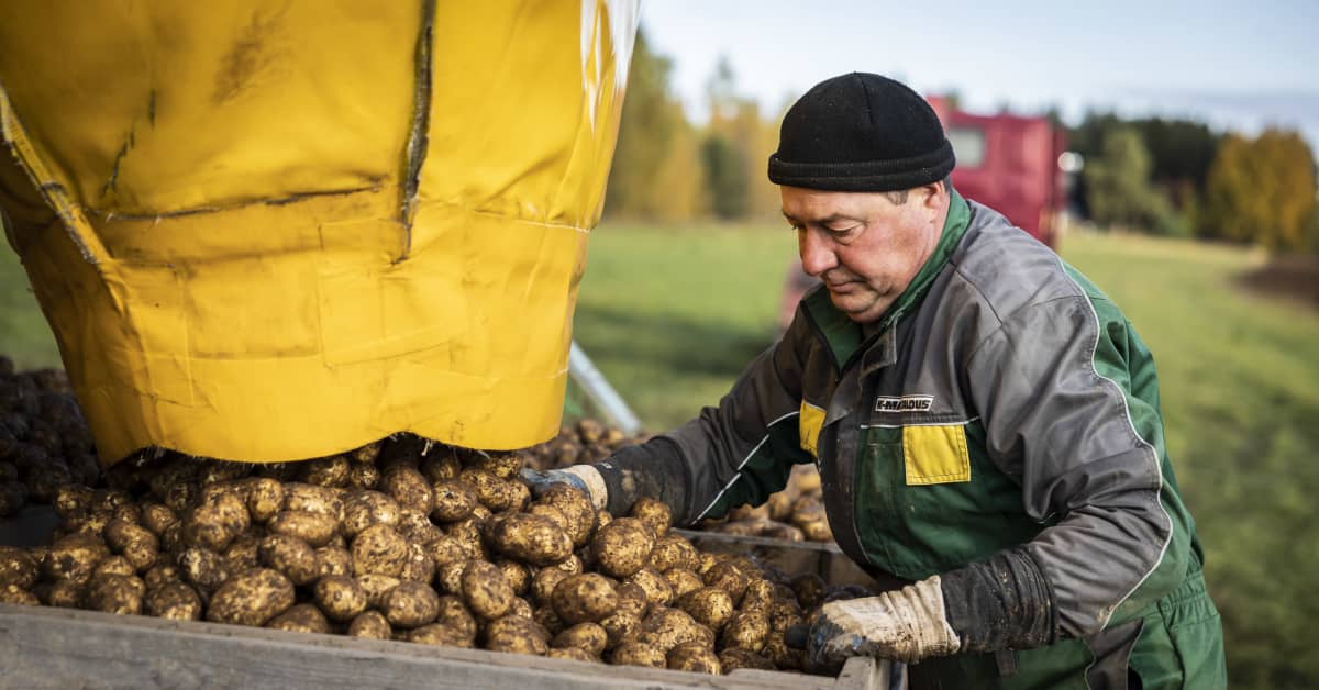 Kuivuudesta kärsinyt Eurooppa haluaa nyt suomalaista perunaa – vienti voi kasvaa jopa neljänneksen, vaikka Suomessa osa sadosta hukkui peltoon