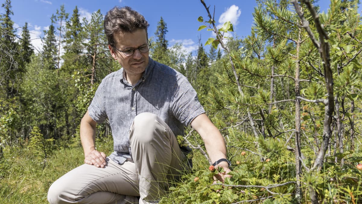 Luonnovarakeskuksen erikoistutkija Rainer Peltola hiplaa Hillan suppuja Ounasvaaralla Rovaniemellä.